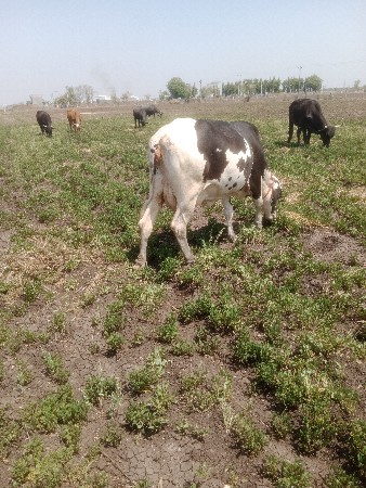 થંબનેલ 3