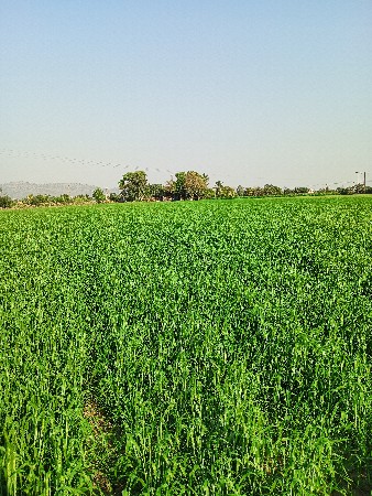 જમીન વેચવાની છે રોડ ટચ