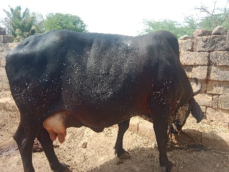 थंबनेल 3