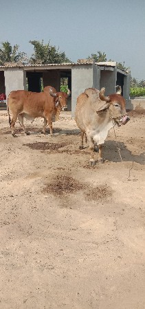 થંબનેલ 2