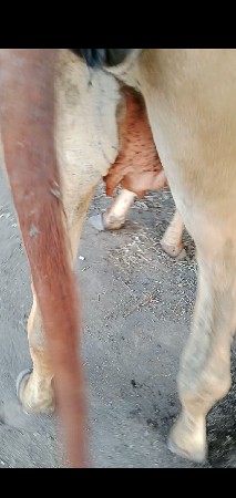 આ ઓડકીનૂ શાટુકરવાનૂશે