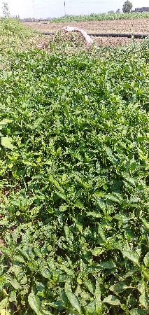 થંબનેલ 3