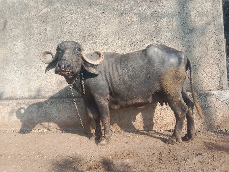 ભેંસ વેચવાની છે