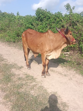 थंबनेल 3