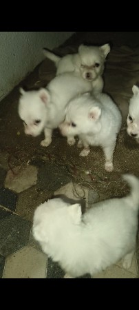 લોટ માં દેવા ના છે