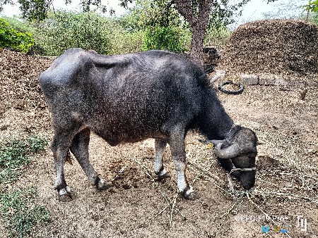 પાકલ ખડેલુ વેશવાનૂ છે