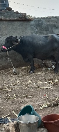 थंबनेल 2