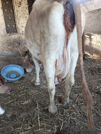 थंबनेल 2