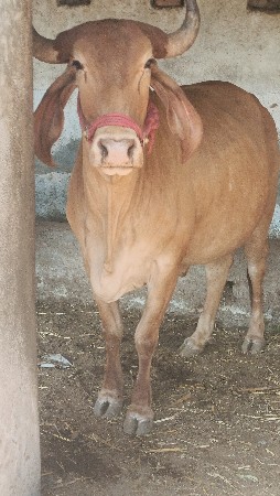 थंबनेल 5