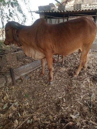 થંબનેલ 3