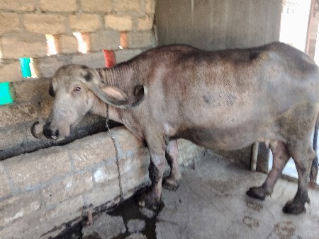 થંબનેલ 2