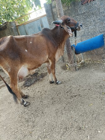 ગીર ક્રોસ ગાય વેચવાની છે