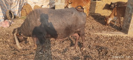 ભેંસ વેચવાની છે