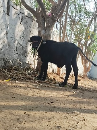 માંગરોળ  કોટડા માંગરોળ