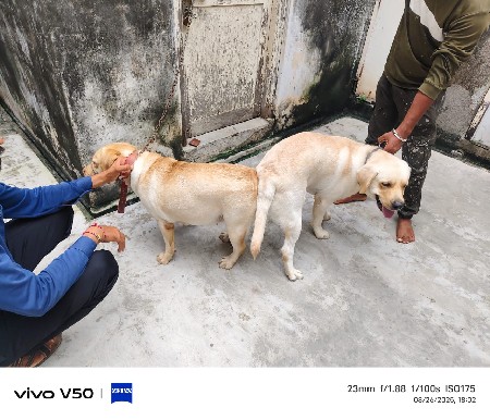 લેબ  મેલ મીટીંગ માટ  જછે