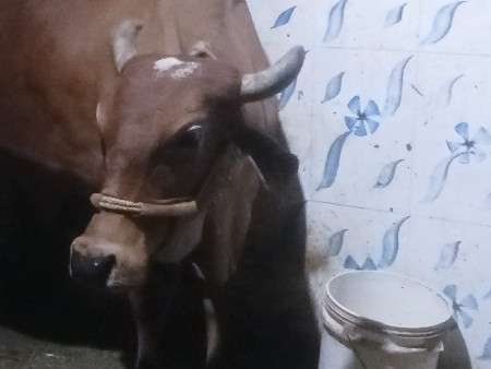 ગાય વેચવાની છે