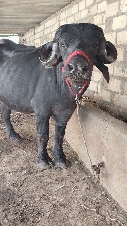 જાફરાબાદી ભેંસ વેચવાની છે