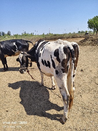 थंबनेल 3