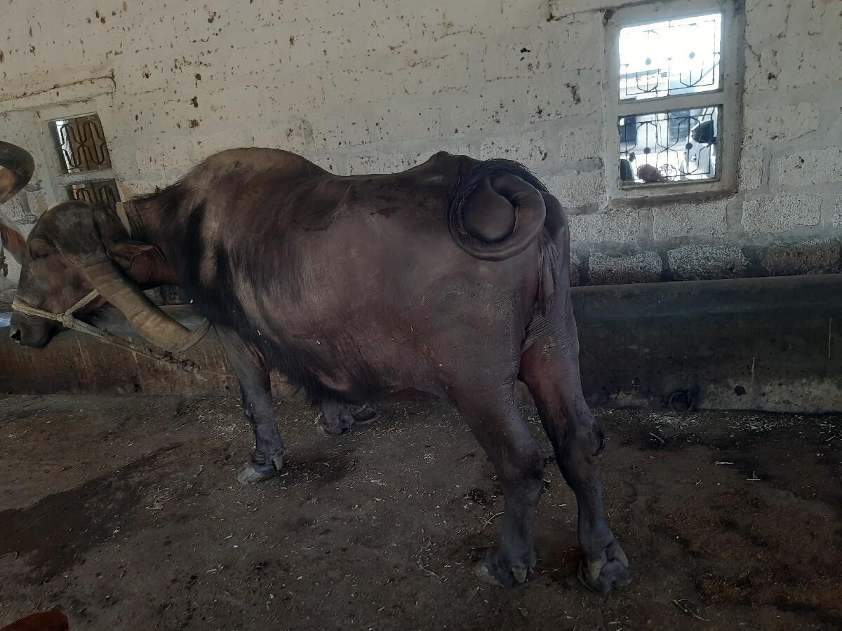 ભેંસ વેચવાની છે