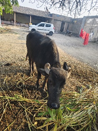 થંબનેલ 3