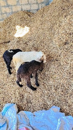 થંબનેલ 3