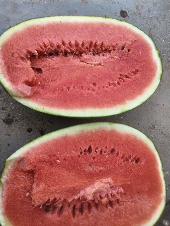 તરબૂચ વેચવાના છે