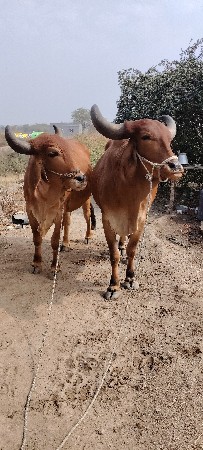 થંબનેલ 3