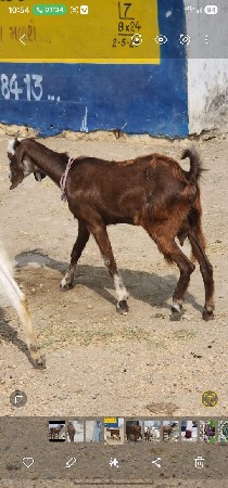 થંબનેલ 2