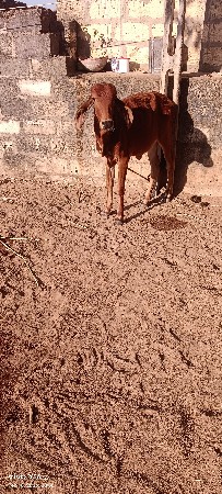 વાસડી આપવાની છે