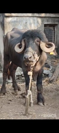 થંબનેલ 3