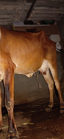 ગાય વેચવાની