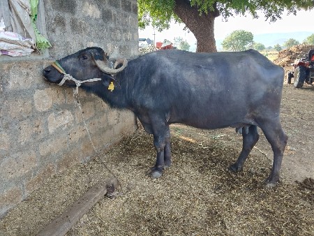 थंबनेल 2