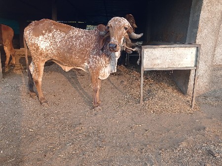 थंबनेल 2