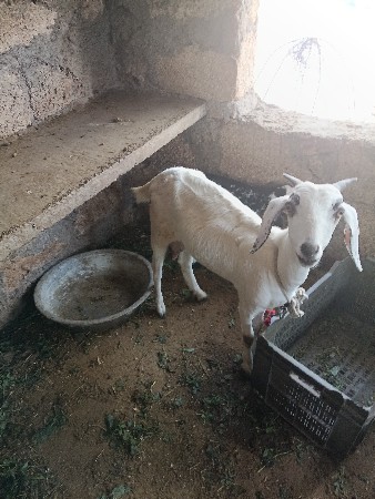 આ બકરી વેચવાની છે