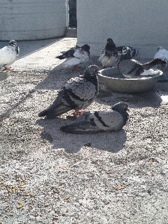 2 જોટ, 2બચા