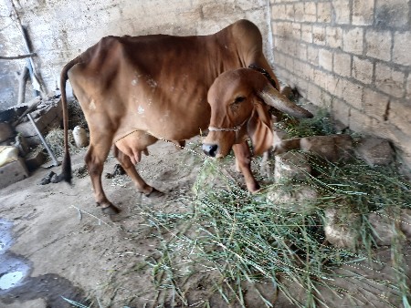 થંબનેલ 2