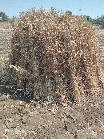જુવાર નાં પુરા વેચવાના છે