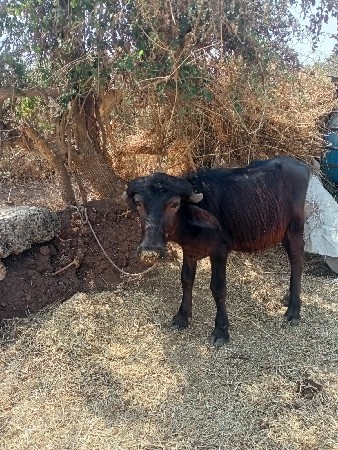 थंबनेल 2