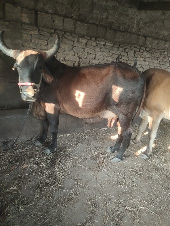 थंबनेल 2