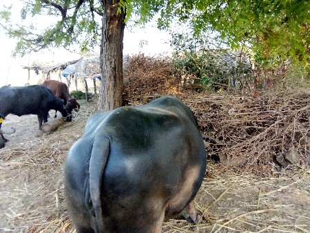 થંબનેલ 2