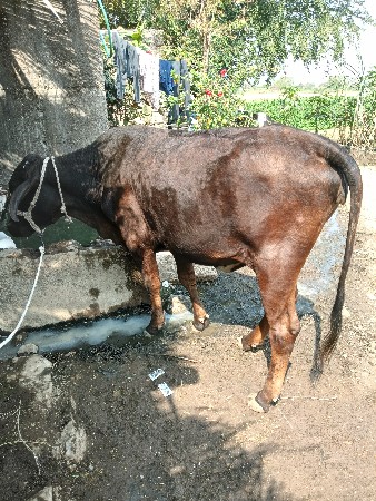 વાશડી દેવાની છે