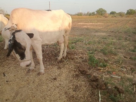 jarsi gay vechavani se