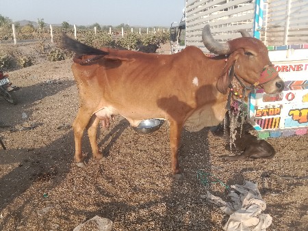 થંબનેલ 2