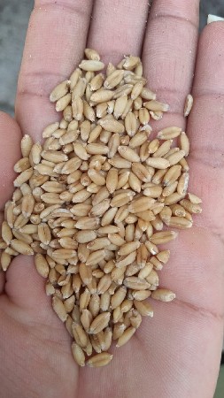 લોકવન ઘવ વેચવાનાં છે