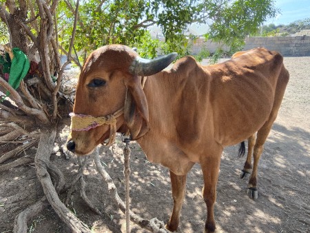 ગાય વેચવાની છે