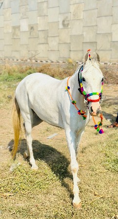 roji ghodi chhe fuleka ni chalu