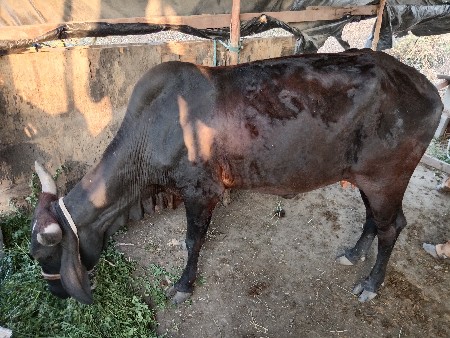 થંબનેલ 3