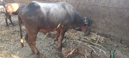 1 ભેંસ છે 1 ખડેલી છે