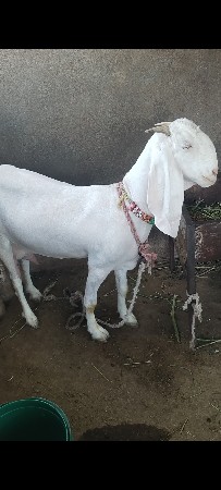 ગુલાબી હૈદરાબાદી