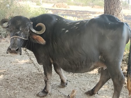 થંબનેલ 2